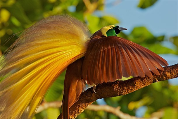 The 'soulless' beauty of the bird of Paradise - Mr. 5
