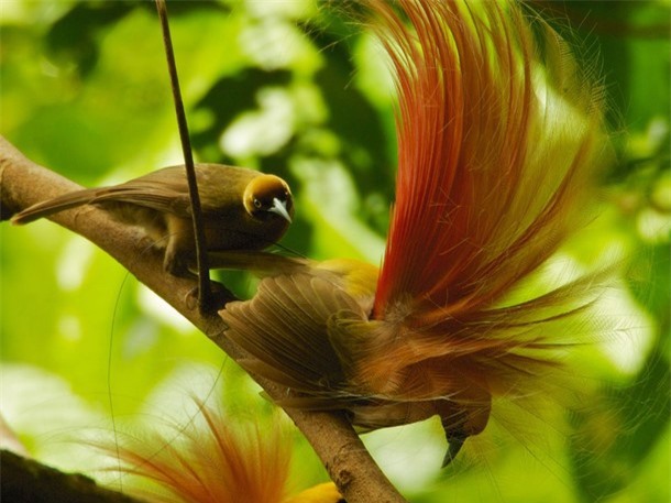 Why some describe the bird of paradise as 'soulless'