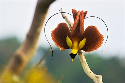 The 'soulless' beauty of the bird of Paradise - Anh 7