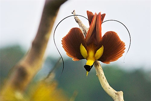 Why some describe the bird of paradise as 'soulless'