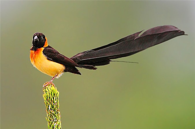The 'soulless' beauty of the birds of Paradise - Mr. 8