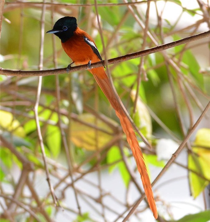 The 'soulless' beauty of the bird of Paradise - Mr. 9