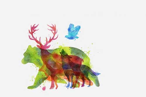 Trắc nghiệm: Con vật đầu tiên bạn thấy tiết lộ ưu điểm bạn được mọi người yêu mến