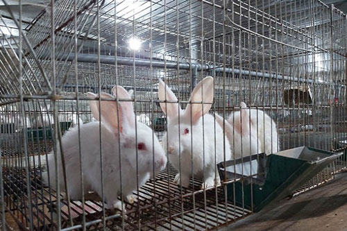 Thái Bình: Nuôi thỏ an toàn sinh học 'nhả ngọc' trên vùng đất lúa