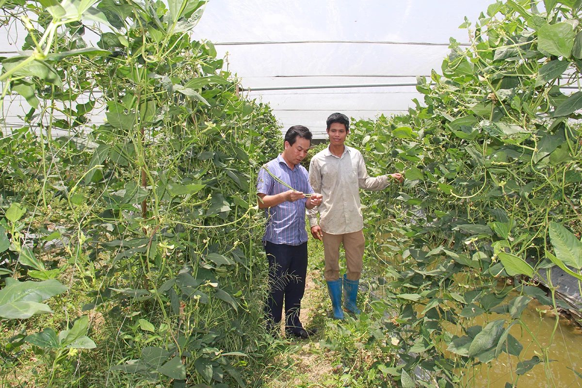 Mô hình trồng rau kết hợp nuôi cá của kỹ sư Lê Văn Tiên, Chủ tịch HĐQT, Giám đốc HTX Đại Hoàng  đang mang lại hiệu quả kinh tế cao (Ảnh: Phạm Duy)