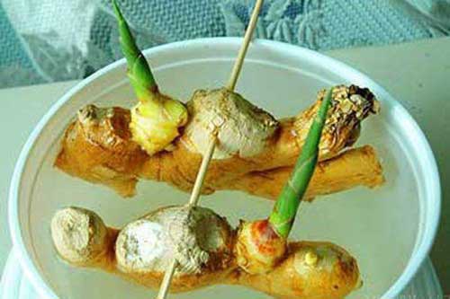 Dùng tăm đâm vào nhánh gừng, vài tháng sau có gừng ăn "tẹt ga", xanh đẹp ngỡ ngàng