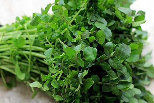 Các loại rau chứa nhiều giun sán và cách tẩy sạch