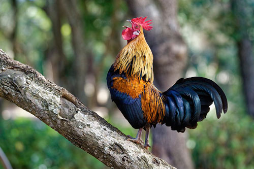 Tháng 5 Âm lịch, những con giáp này dễ gặp đại hạn, xui xẻo đủ đường, hãy hóa giải ngay kẻo hối không kịp