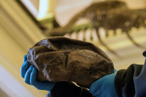 Phát hiện hóa thạch quả trứng thằn lằn lớn nhất trong thời đại khủng long