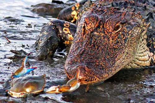 Ảnh đẹp: Cá sấu đói bất lực trước con cua nhỏ