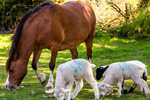 Hình ảnh hiếm thấy: Ngựa cái nuôi ba con cừu mồ côi