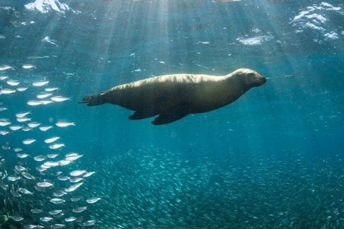 Các loài sinh vật biển đang chạy trốn nhanh gấp sáu lần so với các loài trên cạn. Ảnh: Getty Images.