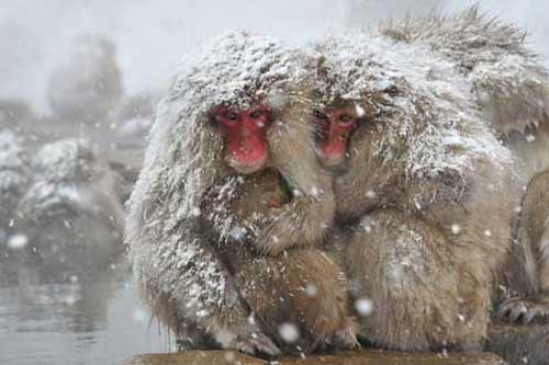Ảnh đẹp: Khỉ tuyết ôm nhau bên suối nước nóng