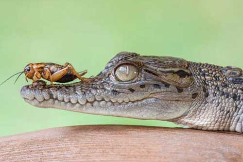 Ảnh đẹp: Dế cả gan đậu trên mũi cá sấu