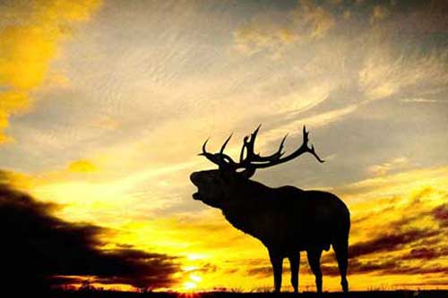 Ảnh đẹp: Hươu gọi bạn tình trong ánh bình minh