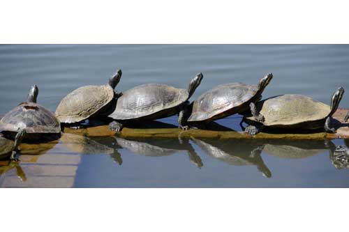 &#x1EA2;nh &#x111;&#x1EB9;p: R&#xF9;a t&#x1EAF;m n&#x1EAF;ng tr&#xEA;n b&#x1EDD; h&#x1ED3;