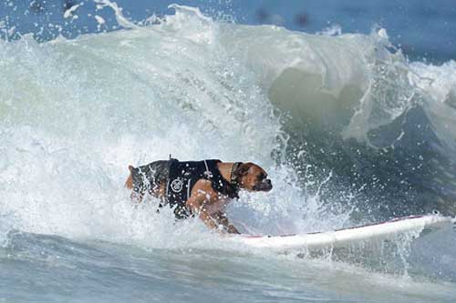 Ảnh đẹp: Chó lướt ván trên bãi biển
