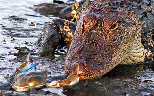 Ảnh đẹp: Cá sấu đói bất lực trước con cua nhỏ - 7