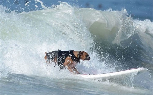 Ảnh đẹp: Chó lướt ván trên bãi biển - 4