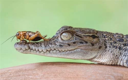 Ảnh đẹp: Dế cả gan đậu trên mũi cá sấu - 1