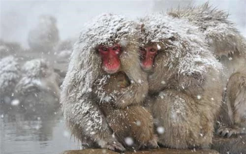 Ảnh đẹp: Khỉ tuyết ôm nhau bên suối nước nóng - 5
