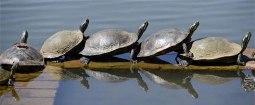 Ảnh đẹp: Rùa tắm nắng trên bờ hồ - 8