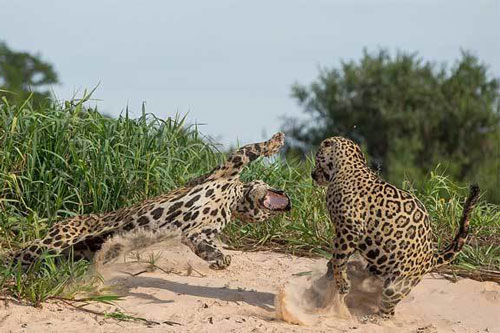 Cận cảnh cuộc ác chiến tranh giành lãnh thổ cực kỳ khốc liệt của báo đốm