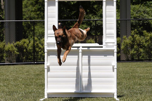 Chó nghiệp vụ huấn luyện tại trung tâm cảnh khuyển hàng đầu ở Mỹ