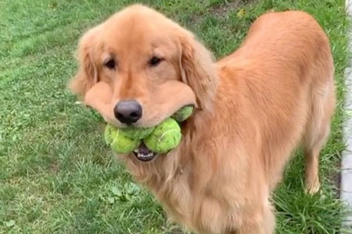 Chú chó miệng 'khủng' lập kỷ lục Guinness thế giới