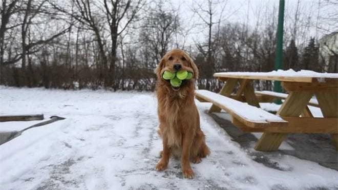 Chú chó miệng khủng lập kỷ lục Guinness thế giới