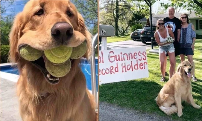 Chú chó miệng khủng lập kỷ lục Guinness thế giới