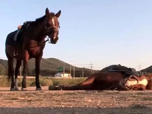 Chú ngựa tinh quái liên tục giả chết để... khỏi bị cưỡi