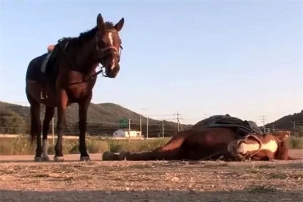 Chú ngựa tinh quái liên tục giả chết để khỏi bị cưỡi