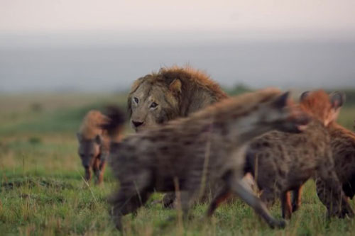 Cuộc chiến khốc liệt giữa sư tử đơn độc và đàn linh cẩu khát máu
