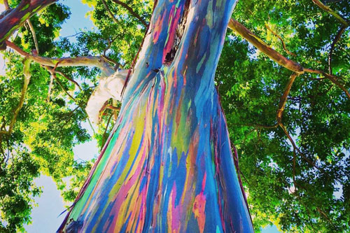 Khám phá cây bạch đàn kỳ bí, có vỏ mang nhiều màu sắc như cầu vồng