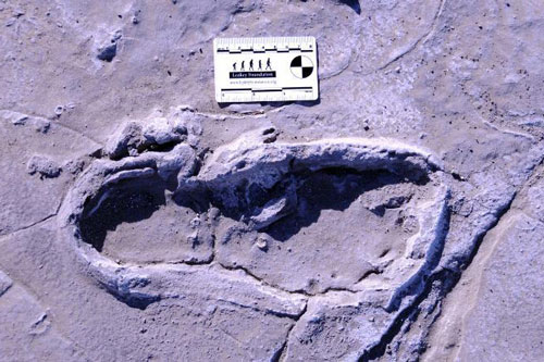 Những dấu chân hóa thạch lớn nhất châu Phi hé lộ cách người xưa đi kiếm ăn