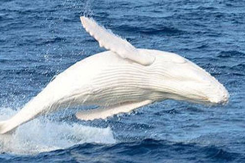Phát hiện cá voi lưng gù trắng như tuyết cực hiếm ở ngoài khơi Australia