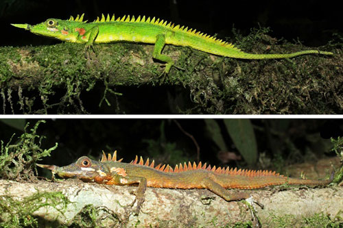 Tìm thấy loài thằn lằn rồng mũi sừng sau 130 năm biến mất