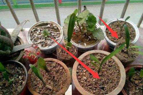 Người làm vườn tiết lộ: "Bí quyết vàng" cứ trồng là cây xanh tốt, không sợ sâu bệnh hại