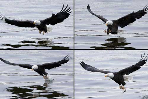 Ảnh đẹp: Đại bàng đầu trọc bắt cá trên sông