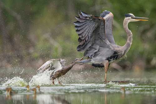 Ảnh đẹp: Vịt đuổi diệc xanh chạy "té khói"