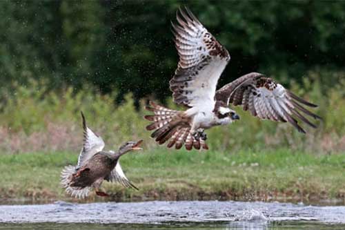 Ảnh đẹp: Vịt liều mình đuổi... chim ưng biển