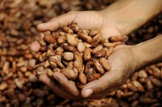 Hạt Cacao chất lượng cao được sản xuất theo tiêu chuẩn VietGAP.