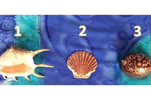 Trắc nghiệm: Cách chọn vỏ ốc nói gì về bạn?