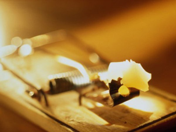 Con chuột và chiếc bẫy, bài học về sự thờ ơ trước khó khăn của người khác