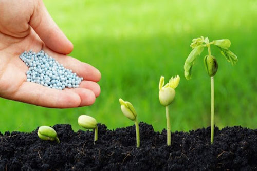 CLIP: Hướng dẫn bón phân đúng cách cho vườn rau sạch gia đình