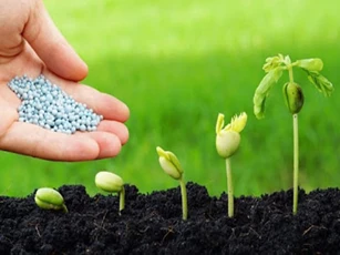 CLIP: Hướng dẫn bón phân đúng cách cho vườn rau sạch gia đình