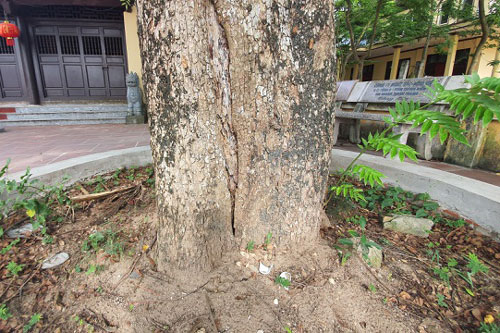 Sau 2 năm, làng Đông Cốc lại bán thêm 1 cây sưa tiền tỷ