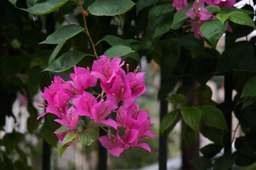 Chuyện trái ngang sau đám tang chồng