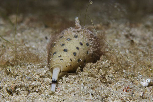 1001 thắc mắc: Loài ốc nào có cú vồ nhanh bậc nhất thế giới động vật?